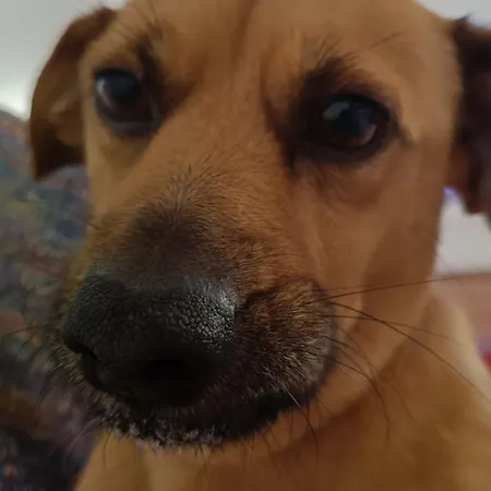 La Casetta Di Gio Apartman